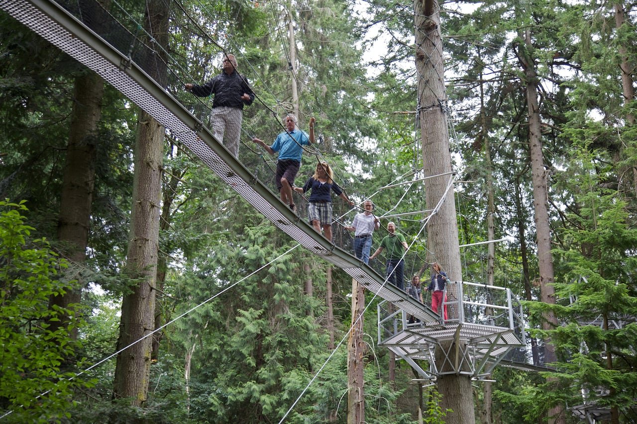 default-100 People walking on a suspended walkway in the forest.