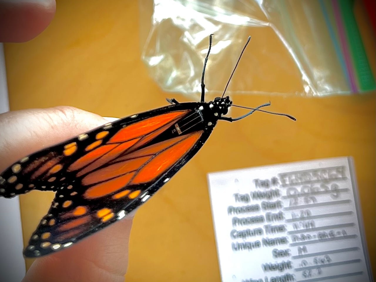 A close up of a monarch butterfly's wing and antennae held between two fingers with a small rectangular tag visible near the thorax and a data card in the background.