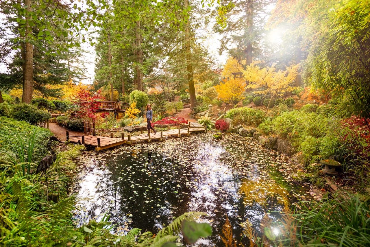 default-99 A person stands on a wooden walkway beside a pond in colourful public gardens in fall.
